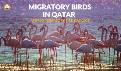 WORLD MIGRATORY BIRD DAY